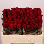 Roos 50cm Upper Class