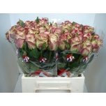 Roos 40cm Upper Secret