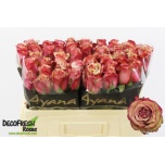 Roos 50cm Vintage