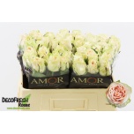 Roos 50cm Wedding Rose