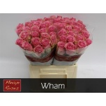 Roos 40cm Wham