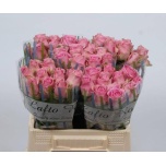 Roos 40cm Wham