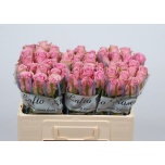Roos 50cm Wham