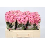 Roos 50cm Wham