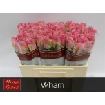 Roos 50cm Wham