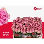 Roos 50cm Wham