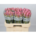 Roos 60cm Wham