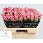Roos 60cm Wham
