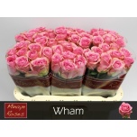 Roos 60cm Wham