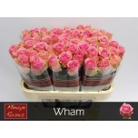 Roos 70cm Wham