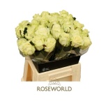 Roos 40cm White Naomi