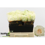 Roos 40cm White Ohara