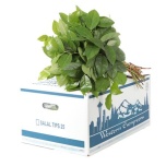Salal Tips 40-45cm (pk)