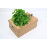 Salal Tips 40-45cm (pk)