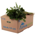 Salal Tips 40-45cm (pk)