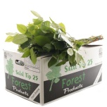 Salal Tips 40-45cm (pk)