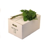 Salal Tips 40-45cm (pk)