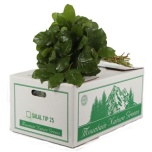 Salal Tips 40-45cm (pk)