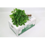 Salal Tips 40-45cm (pk)