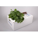 Salal Tips 40-45cm (pk)