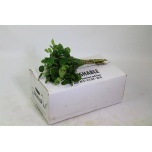Salal Tips 40-45cm (pk)
