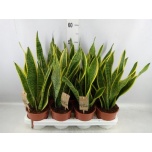Sansevieria trifasciata Laurentii 14cm