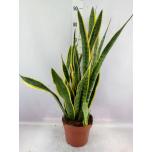 Sansevieria laurentii 21cm