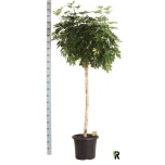 Schefflera Sõrmlehik 40cm Compacta