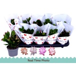 Schlumbergera Jõulukaktus mix 10,5cm