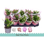 Schlumbergera Jõulukaktus mix 10,5cm