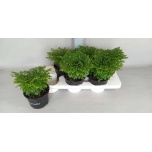 Selaginella Selaginell 15cm