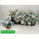 Senecio Ristirohi 12cm