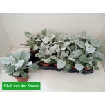 Senecio Ristirohi 12cm