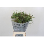 Siergrass mix 70-75cm (tk)