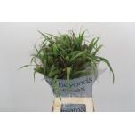 Siergrass mix 70-75cm (tk)