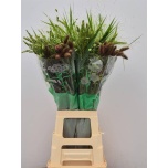 Siergrass MIX per bunch 80cm (tk)