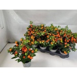 Solanum Koralltomat 12cm