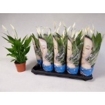 Spathiphyllum Tõlvlehik Alana 12cm