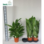 Spathiphyllum Tõlvlehik 19cm