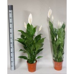Spathiphyllum Tõlvlehik Sweet Lauretta 21cm