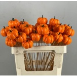 Stick Pumpkin Kõrvits Orange