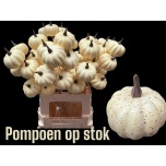 Stick Pumkin Kõrvits Ø7 Cream Matt 60cm