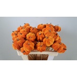 Stick Pumpkin Kõrvits Velvet Orange 55cm