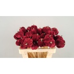 Stick Pumpkin Kõrvits Velvet Red 55cm