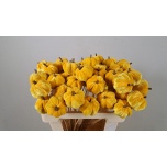 Stick Pumpkin Kõrvits Velvet Yellow 55cm
