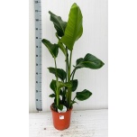 Strelitzia 21cm Nicolai
