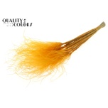 Dried Stypha penata Apricot 60cm (pk)