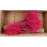 Dried Stypha penata Cerise 60cm (pk)