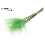 Dried Stypha penata Light Green 60cm (pk)