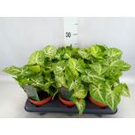 Syngonium 12cm Sõrgköis